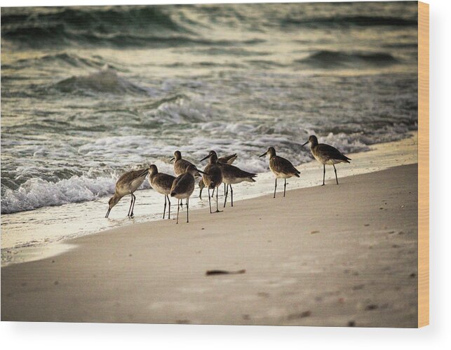 Florida Wood Print featuring the photograph Birds on the Beach by Doug Camara