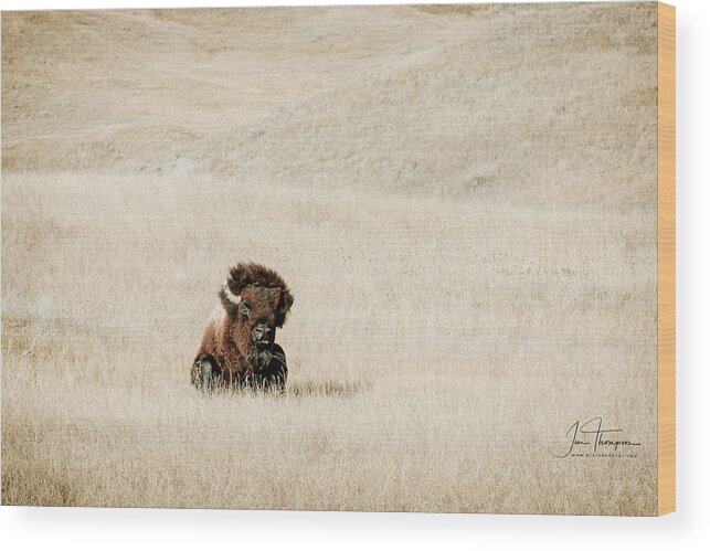 Badlands Wood Print featuring the photograph Bison Bull by Jim Thompson