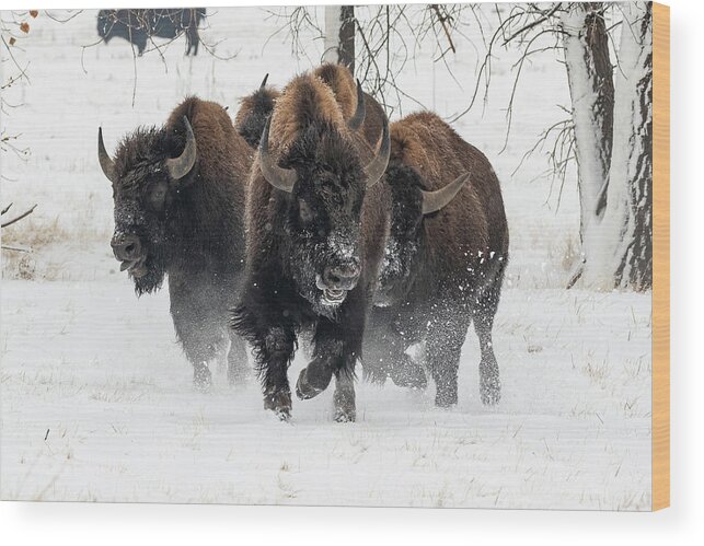 Bison Wood Print featuring the photograph Bison Bulls Charge Through the Snow by Tony Hake