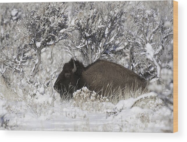 Yellowstone Wood Print featuring the photograph Bison In Winterland by Fabs Forns