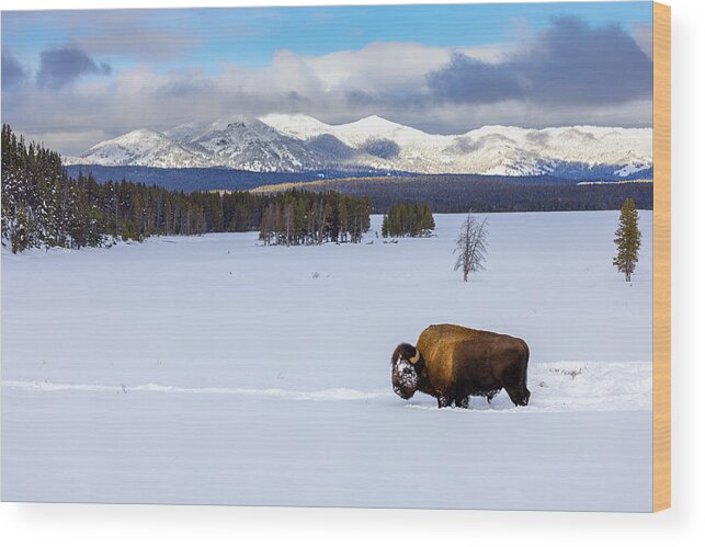 Nature Wood Print featuring the photograph Bison In Yellowstone by Siyu And Wei Photography