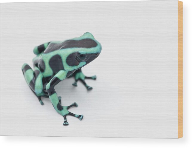 Risk Wood Print featuring the photograph Black And Green Poison Dart Frog by Design Pics / Corey Hochachka