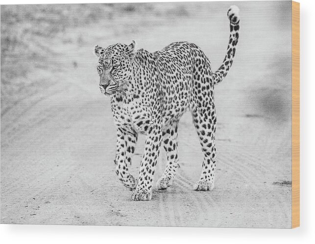 Leopard Wood Print featuring the photograph Black and white leopard walking on a road by Mark Hunter
