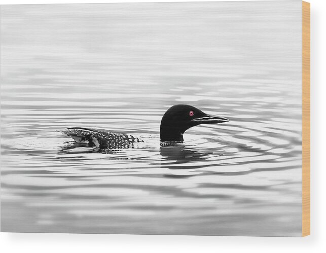 Loon Wood Print featuring the photograph Black And White Loon by Christina Rollo