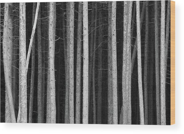 Extreme Terrain Wood Print featuring the photograph Black And White Pine Tree Trunks by Imaginegolf