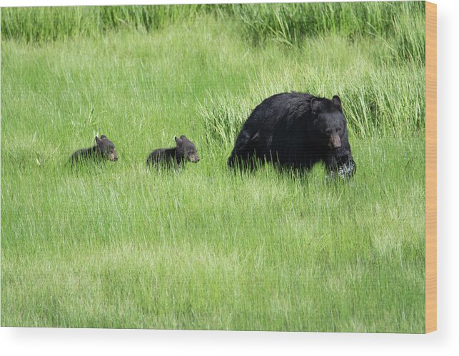 Bear Wood Print featuring the photograph Black Bear and cubs by Patrick Nowotny