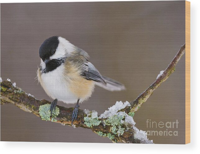 Black-capped Chickadee Wood Print featuring the photograph Black-capped Chickadee with snow and lichen by Mark Graf