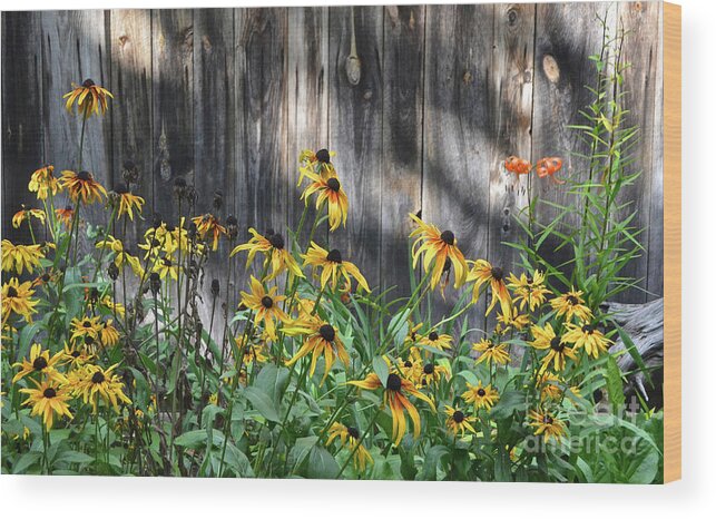 Yooper Wood Print featuring the photograph Black-Eyed Susans, Michigan Upper Peninsula by Ron Long