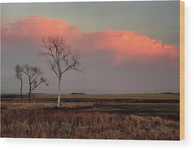 Tree Cottonwood Deadwood Bleached Prairie Nd North Dakota Farm Land Field Pasture Pink Clouds Sunset Landscape Scenic Calm Serene Wood Print featuring the photograph Bleached Beauty and her two Admirers - Dead Cottonwood tree on ND Prairie by Peter Herman