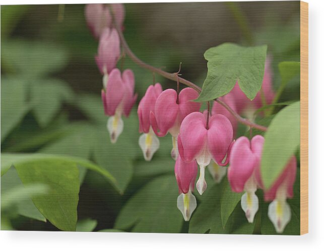 Flower Wood Print featuring the photograph Bleeding Heart in Spring by Jeff Folger