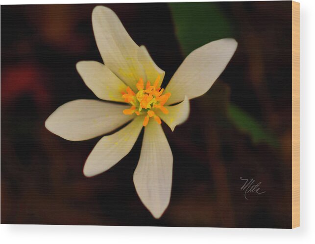Macro Photography Wood Print featuring the photograph Bloodroot by Meta Gatschenberger