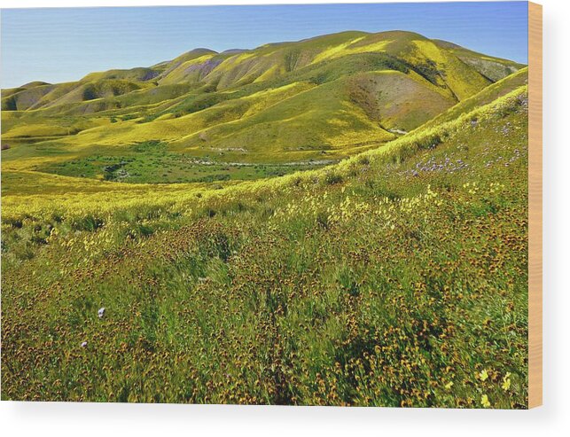 Carrizo Plain Wood Print featuring the photograph Blooming Hills by Amelia Racca