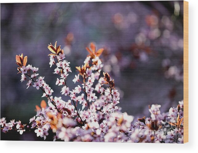 Cherry Blossoms Wood Print featuring the photograph Blooming Spring Blossoms by Lara Morrison