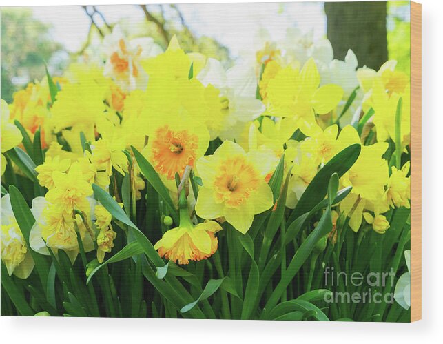 Narcissus Wood Print featuring the photograph Blooming Yelow Daffodils by Anastasy Yarmolovich