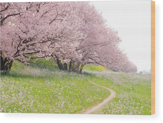 Outdoors Wood Print featuring the photograph Blossoming Yoshino Cherry Trees In A by Photolife/amanaimagesrf