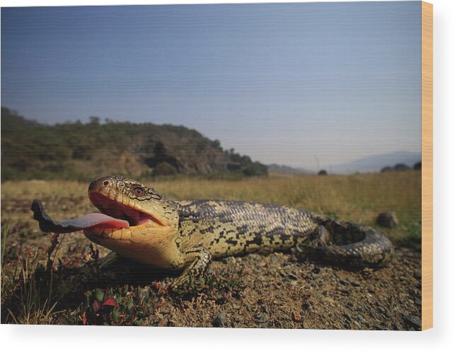 Animal Wood Print featuring the photograph Blotched Blue-tongue Skink Female Gaping With Tongue Out by Robert Valentic / Naturepl.com