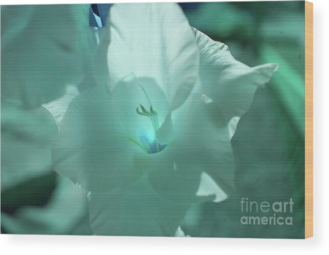 Blue Wood Print featuring the photograph Blue Amaryllis by Rich Collins