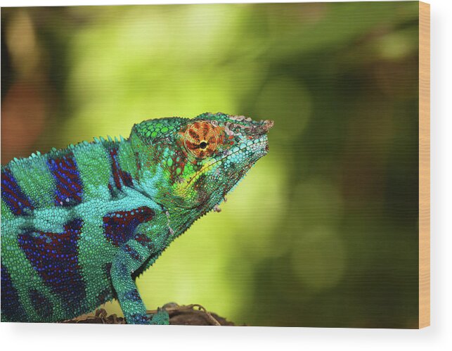 Hiding Wood Print featuring the photograph Blue Chameleon by Hnijjar007