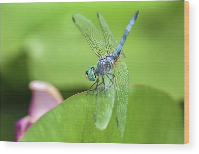 Pachydiplax Longipennis Wood Print featuring the photograph Blue Dasher by Jonathan Nguyen