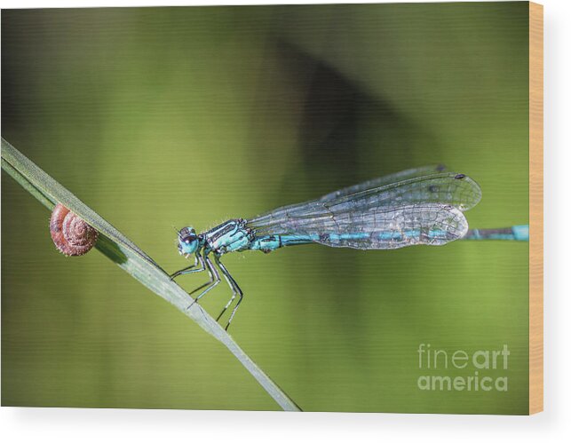 Dragonfly Wood Print featuring the photograph Blue Dragonfly insect perched on herb with small snail by Gregory DUBUS