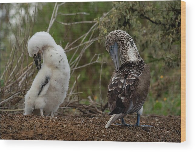 Animal Wood Print featuring the photograph Blue-footed Booby With Chick, Preening, Floreana Island by Lucas Bustamante / Naturepl.com