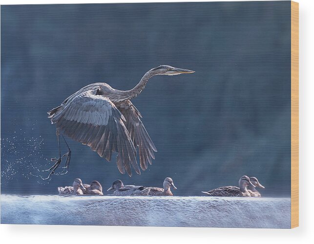 Blue Wood Print featuring the photograph Blue Heron Taking Off by Jane