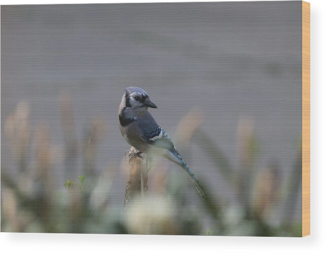 Jay Wood Print featuring the photograph Blue Jay 7002 by John Moyer