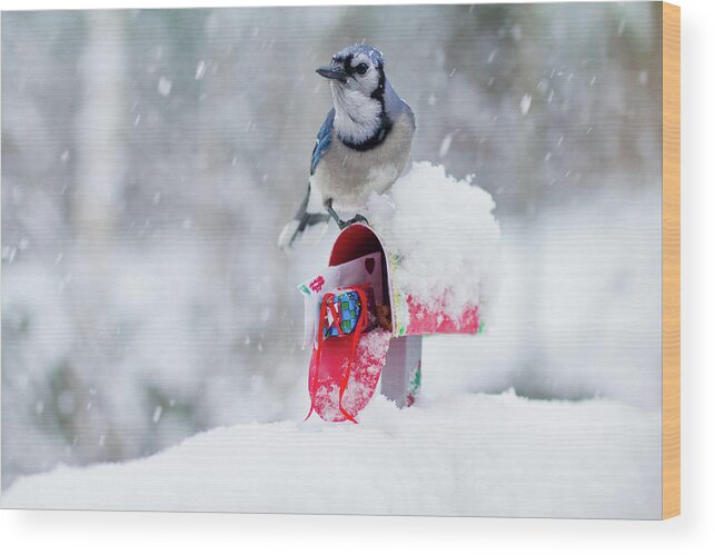 Blue Jay Wood Print featuring the photograph Blue Jay In Snow On Tiny Mailbox by Nancy Rose