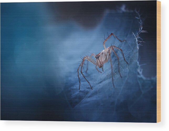 Macro Wood Print featuring the photograph Blue World Spider by Fauzan Maududdin