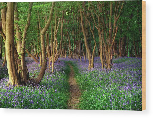 Tranquility Wood Print featuring the photograph Bluebells In Sussex by Photography By Sam C Moore