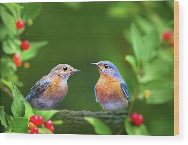 Bluebirds Wood Print featuring the photograph Bluebird Pair by Christina Rollo