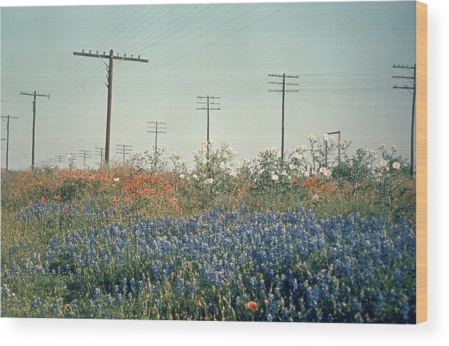 State Wood Print featuring the photograph Bluebonnets in Texas by Ralph Crane