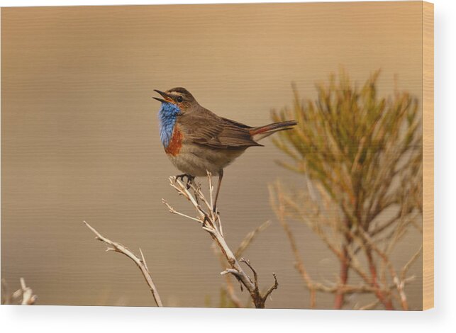 Bird Wood Print featuring the photograph Bluethroat by Ismael Galvn