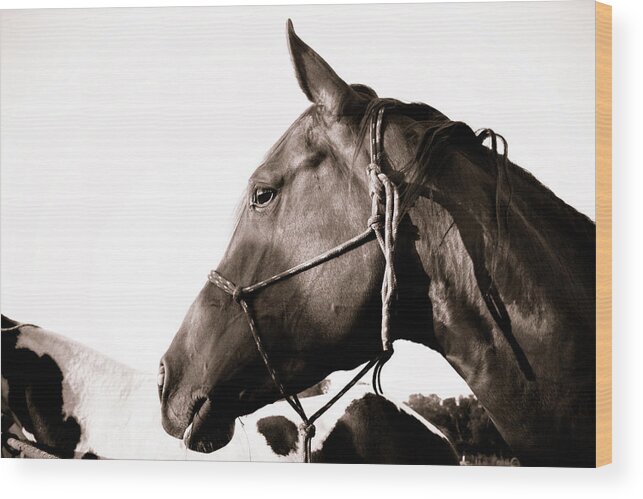 Horse Wood Print featuring the photograph Bo on the Trail by Toni Hopper
