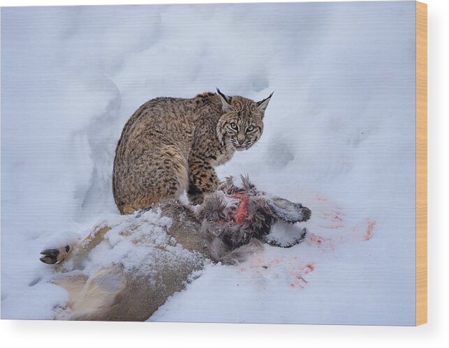 Wild Wood Print featuring the photograph Bobcat by Siyu And Wei Photography