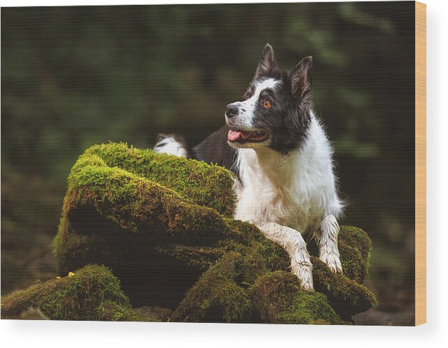 #border Wood Print featuring the photograph Border Collie Soaking Up The Serene Forest Escape: A Green Oasis by Davorin Baloh