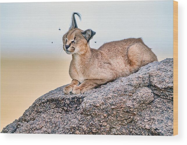 Caracal Wood Print featuring the photograph Bored By Flies! by Alessandro Catta