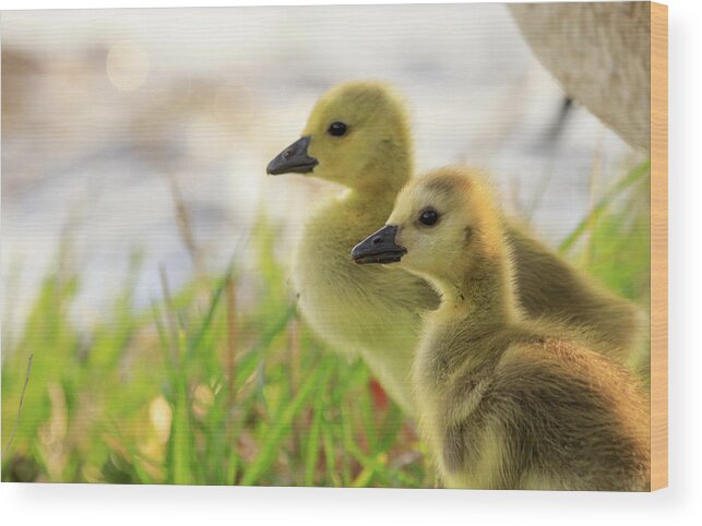 Goslings Wood Print featuring the photograph Boston Goslings by Rob Davies