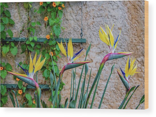 Bird Of Paradise Wood Print featuring the photograph Botanical Art by Marcy Wielfaert