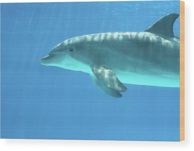 Underwater Wood Print featuring the photograph Bottlenose Dolphin by Anzeletti