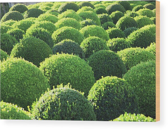 Tranquility Wood Print featuring the photograph Boxwood, Shape, Pattern by Hiroshi Higuchi