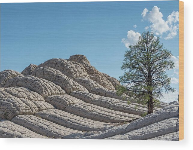 Brainrock Wood Print featuring the photograph Brain Rock Tree by Jerry Cahill