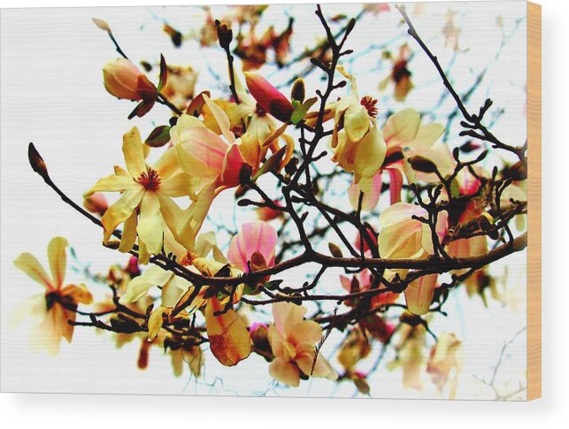 Magnolia Wood Print featuring the photograph Branch Of Magnolia Flowers by Cynthia Guinn