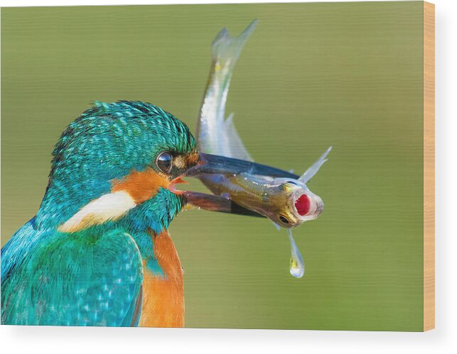 Kingfisher Wood Print featuring the photograph Breath The Pressure by Petar Sabol