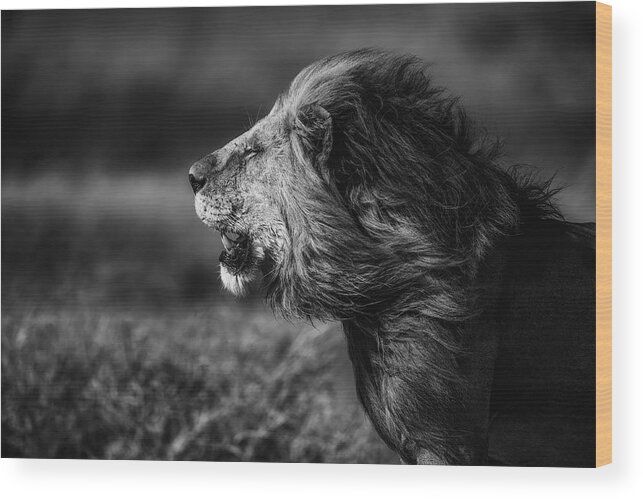 Lion Wood Print featuring the photograph Breeze by Mohammed Alnaser