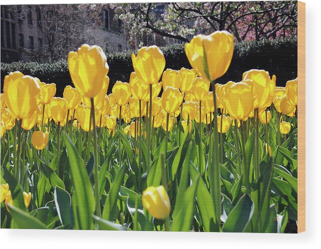 Outdoors Wood Print featuring the photograph Bright Yellow Tulips by Steve007