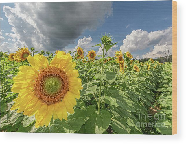 Sunflower Wood Print featuring the photograph Brightest in its Field by Amfmgirl Photography