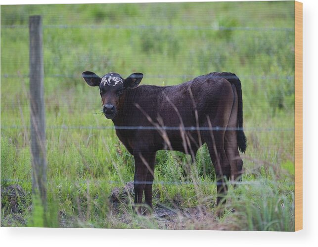 Cow Wood Print featuring the photograph Brown and White Faced Calf by T Lynn Dodsworth