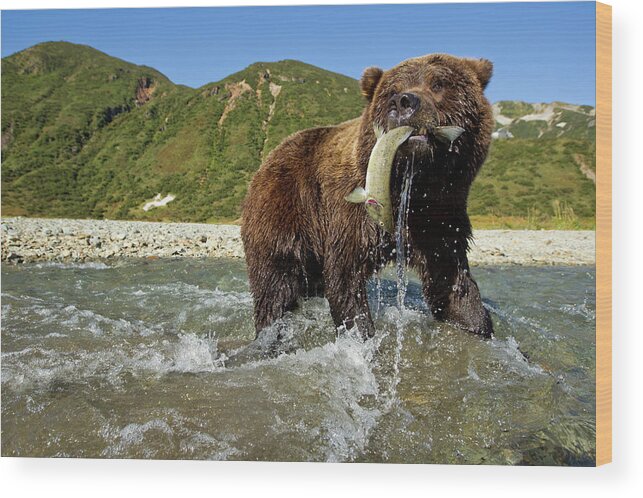 Brown Bear Wood Print featuring the photograph Brown Bear And Salmon, Alaska by Paul Souders