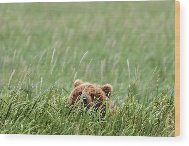 Katmai Peninsula Wood Print featuring the photograph Brown Bear by Trevor Johnston / Eye Meets World Photography